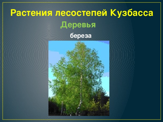 Растения лесостепей Кузбасса Деревья береза 