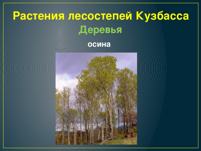 Растения лесостепей Кузбасса Деревья осина 