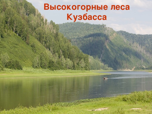 Высокогорные леса Кузбасса 