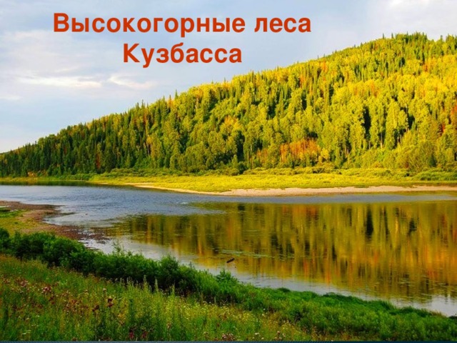 Высокогорные леса Кузбасса 