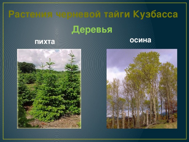 Растения черневой тайги Кузбасса Деревья осина пихта 