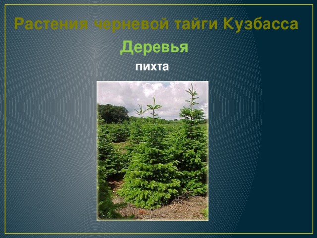 Растения черневой тайги Кузбасса Деревья пихта 