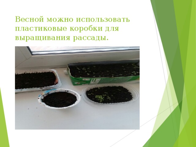 Весной можно использовать пластиковые коробки для выращивания рассады. 