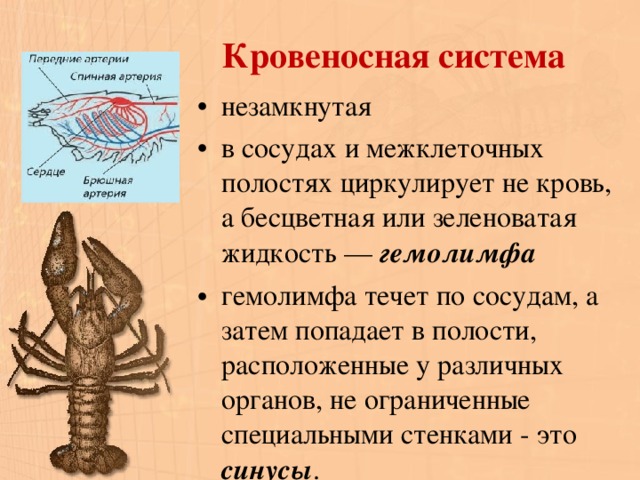 Циркулирующая жидкость у членистоногих. Незамкнутая кровеносная система.