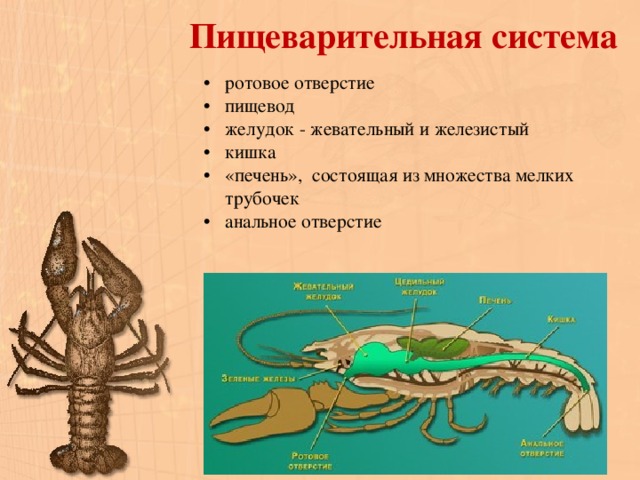 Пищеварительная система ракообразных схема