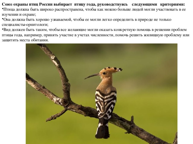 Союз охраны птиц России выбирает  птицу года, руководствуясь    следующими   критериями: Птица должна быть широко распространена, чтобы как можно больше людей могли участвовать в ее изучении и охране; Она должна быть хорошо узнаваемой, чтобы ее могли легко определить в природе не только специалисты-орнитологи; Вид должен быть таким, чтобы все желающие могли оказать конкретную помощь в решении проблем птицы года, например, принять участие в учетах численности, помочь решить жилищную проблему или защитить места обитания. 