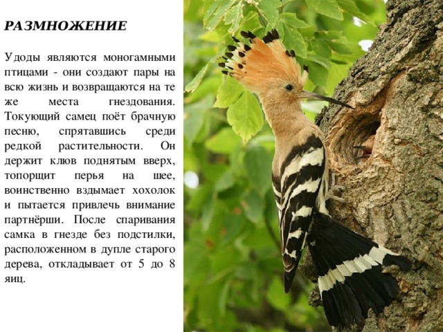  РАЗМНОЖЕНИЕ Удоды являются моногамными птицами - они создают пары на всю жизнь и возвращаются на те же места гнездования. Токующий самец поёт брачную песню, спрятавшись среди редкой растительности. Он держит клюв поднятым вверх, топорщит перья на шее, воинственно вздымает хохолок и пытается привлечь внимание партнёрши. После спаривания самка в гнезде без подстилки, расположенном в дупле старого дерева, откладывает от 5 до 8 яиц. 