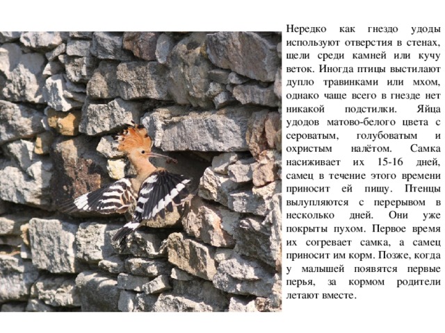 Нередко как гнездо удоды используют отверстия в стенах, щели среди камней или кучу веток. Иногда птицы выстилают дупло травинками или мхом, однако чаще всего в гнезде нет никакой подстилки. Яйца удодов матово-белого цвета с сероватым, голубоватым и охристым налётом. Самка насиживает их 15-16 дней, самец в течение этого времени приносит ей пищу. Птенцы вылупляются с перерывом в несколько дней. Они уже покрыты пухом. Первое время их согревает самка, а самец приносит им корм. Позже, когда у малышей появятся первые перья, за кормом родители летают вместе. 