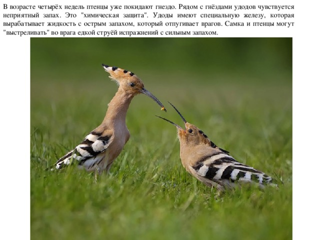 В возрасте четырёх недель птенцы уже покидают гнездо. Рядом с гнёздами удодов чувствуется неприятный запах. Это 