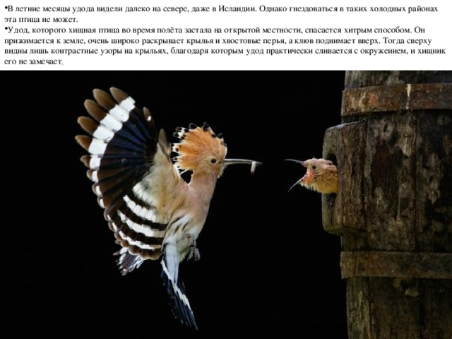 В летние месяцы удода видели далеко на севере, даже в Исландии. Однако гнездоваться в таких холодных районах эта птица не может. Удод, которого хищная птица во время полёта застала на открытой местности, спасается хитрым способом. Он прижимается к земле, очень широко раскрывает крылья и хвостовые перья, а клюв поднимает вверх. Тогда сверху видны лишь контрастные узоры на крыльях, благодаря которым удод практически сливается с окружением, и хищник его не замечает . 