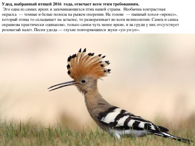 Удод, выбранный птицей 2016  года, отвечает всем этим требованиям.  Это одна из самых ярких и запоминающихся птиц нашей страны. Необычна контрастная окраска  — темные и белые полосы на рыжем оперении. На голове  — пышный хохол-«ирокез», который птица то складывает на затылке, то разворачивает во всем великолепии. Самец и самка окрашены практически одинаково, только самки чуть менее яркие, и на груди у них отсутствует розоватый налет. Песня удода — глухие повторяющиеся звуки «уп-уп-уп».   