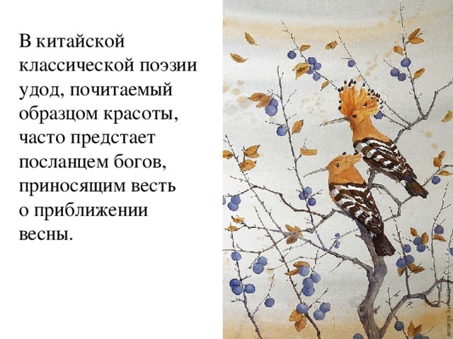 В китайской классической поэзии удод, почитаемый образцом красоты, часто предстает посланцем богов, приносящим весть  о приближении весны.   