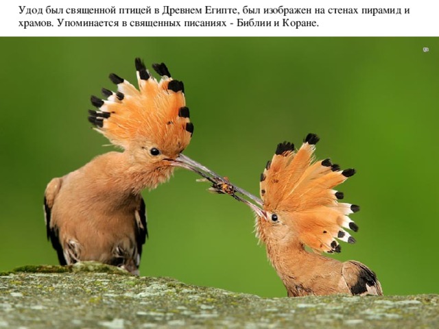 Удод был священной птицей в Древнем Египте, был изображен на стенах пирамид и храмов. Упоминается в священных писаниях - Библии и Коране.   