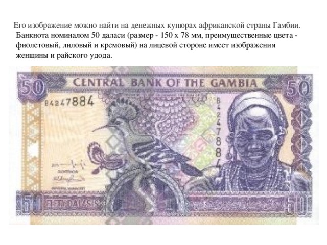 Его изображение можно найти на денежных купюрах африканской страны Гамбии. Банкнота номиналом 50 даласи (размер - 150 х 78 мм, преимущественные цвета - фиолетовый, лиловый и кремовый) на лицевой стороне имеет изображения женщины и райского удода. 