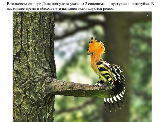 В толковом словаре Даля для удода указаны 2 синонима — пустушка и потатуйка. В настоящее время в обиходе эти названия используются редко.   