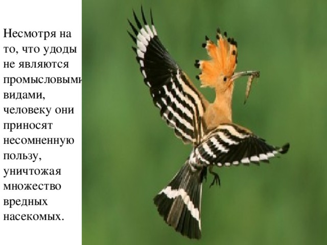 Несмотря на то, что удоды не являются промысловыми видами, человеку они приносят несомненную пользу, уничтожая множество вредных насекомых. 