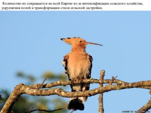  Количество их сокращается по всей Европе из-за интенсификации сельского хозяйства, укрупнения полей и трансформации стиля сельской застройки.   