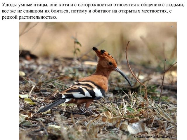 Удоды умные птицы, они хотя и с осторожностью относятся к общению с людьми, все же не слишком их бояться, потому и обитают на открытых местностях, с редкой растительностью. 