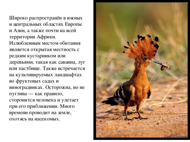 Широко распространён в южных и центральных областях Европы и Азии, а также почти на всей территории Африки. Излюбленным местом обитания является открытая местность с редким кустарником или деревьями, такая как саванна, луг или пастбище. Также встречается на культивируемых ландшафтах во фруктовых садах и виноградниках. Осторожна, но не пуглива — как правило, сторонится человека и улетает при его приближении. Много времени проводит на земле, охотясь на насекомых.   
