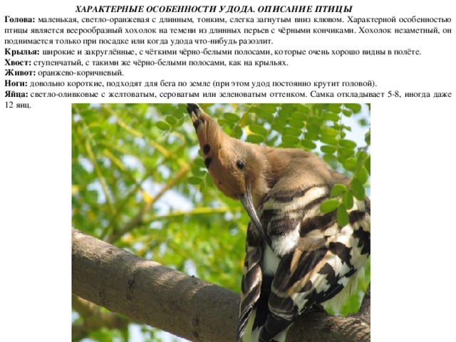  ХАРАКТЕРНЫЕ ОСОБЕННОСТИ УДОДА. ОПИСАНИЕ ПТИЦЫ Голова:  маленькая, светло-оранжевая с длинным, тонким, слегка загнутым вниз клювом. Характерной особенностью птицы является веерообразный хохолок на темени из длинных перьев с чёрными кончиками. Хохолок незаметный, он поднимается только при посадке или когда удода что-нибудь разозлит. Крылья:  широкие и закруглённые, с чёткими чёрно-белыми полосами, которые очень хорошо видны в полёте. Хвост:  ступенчатый, с такими же чёрно-белыми полосами, как на крыльях. Живот:  оранжево-коричневый. Ноги:  довольно короткие, подходят для бега по земле (при этом удод постоянно крутит головой). Яйца:  светло-оливковые с желтоватым, сероватым или зеленоватым оттенком. Самка откладывает 5-8, иногда даже 12 яиц. 