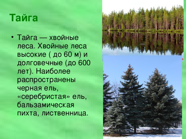 Описание зоны тайги кратко. Тайга (хвойные леса) Сыктывкар. Зона хвойных лесов. Описание тайги. Природные зоны хвойные леса.