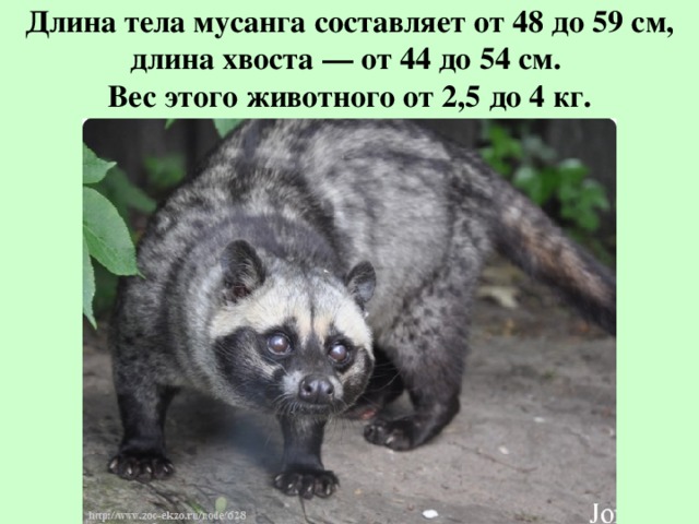 Когда европейцы впервые увидели его они сказали что у этого животного 2 хвоста