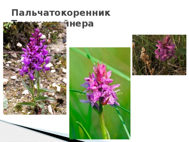 Красная Книга Смоленской Области Растения