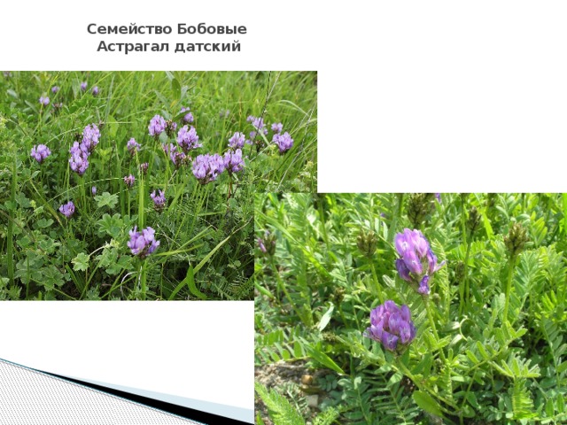 Красная Книга Смоленской Области Растения