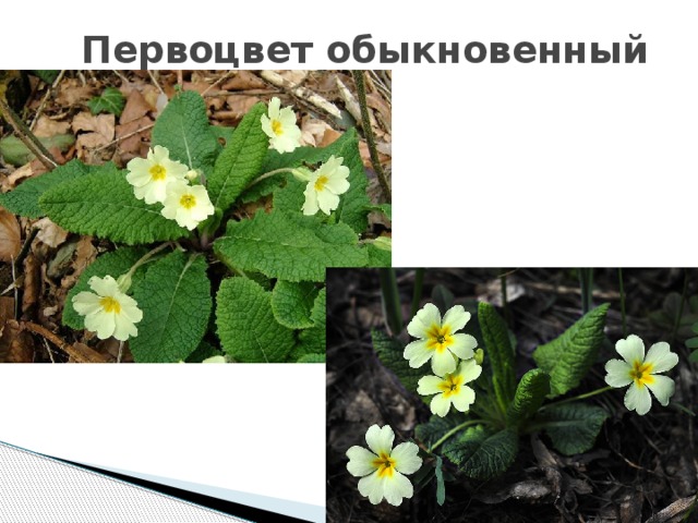 Красная Книга Смоленской Области Растения