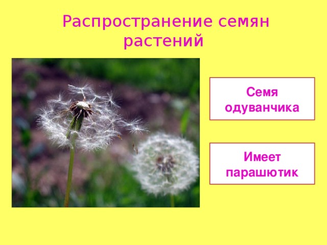 Распространение семян растений Семя одуванчика Имеет парашютик 