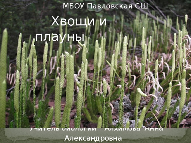  МБОУ Павловская СШ  Хвощи и плауны Хвощи  Хвощи и пла уны    Учитель биологии Алхимова Анна Александровна 