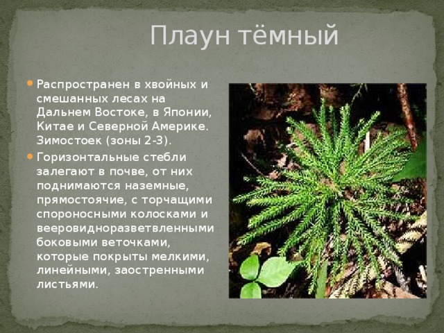 Плаун группа организмов. Стебель плаунов. Плаун темный. Плаун растение. Плаун годичный сообщение.