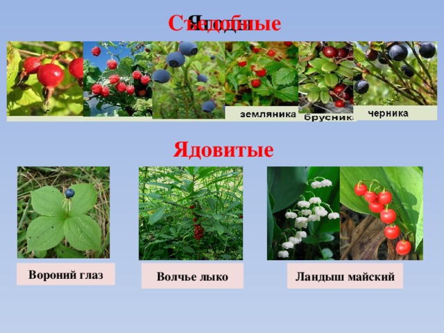 Ягодой является плод. Ягоды съедобные и несъедобные Лесные ягоды. Лесные растения с несъедобными плодами 2. Съедобные и несъедобные ягоды 2 класс окружающий мир. Несъедобные Лесные ягоды названия.