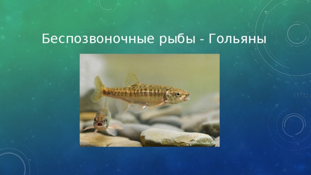 Беспозвоночные рыбы - Гольяны 