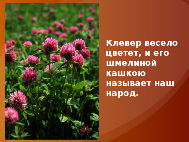 Клевер весело цветет, и его шмелиной кашкою называет наш народ. 