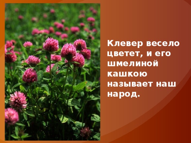 Клевер весело цветет, и его шмелиной кашкою называет наш народ. 