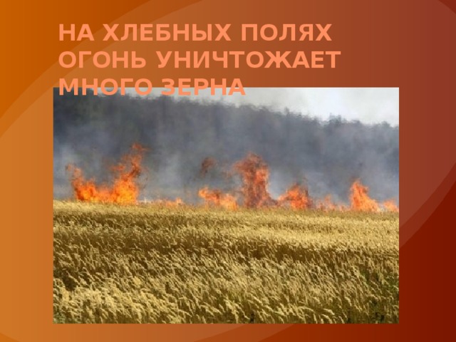 На хлебных полях огонь уничтожает много зерна 