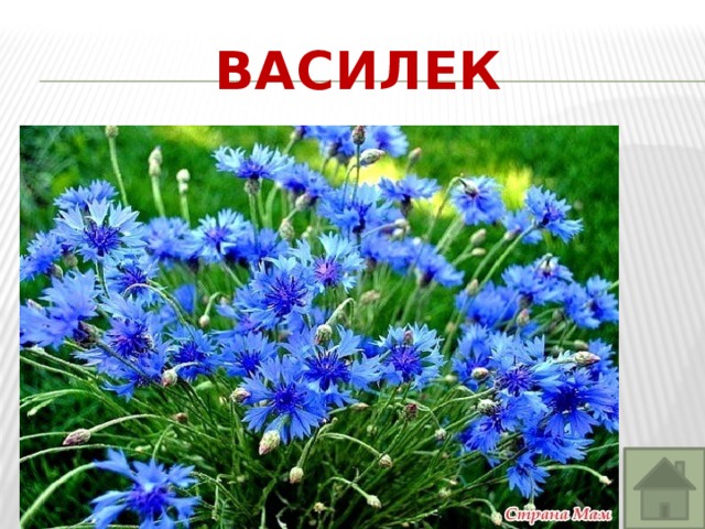 Рассказ о красоте растений 2