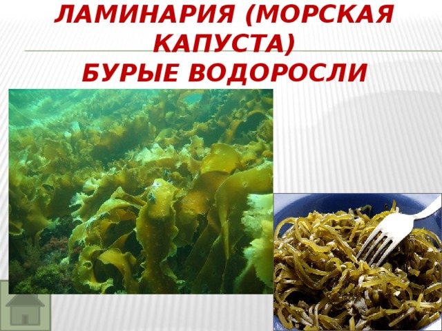 Ламинария какая группа организмов. Водоросли морская капуста. Морская ламинария. Морская капуста или водоросли. Морская капуста и морские водоросли разница.