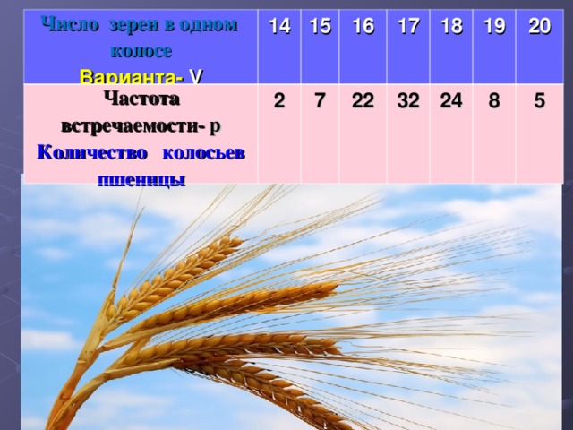 Число  зерен в  одном колосе Частота встречаемости-  p Варианта-  V 14 15 Количество колосьев пшеницы 2 7 16 22 17 18 32 24 19 8 20 5 