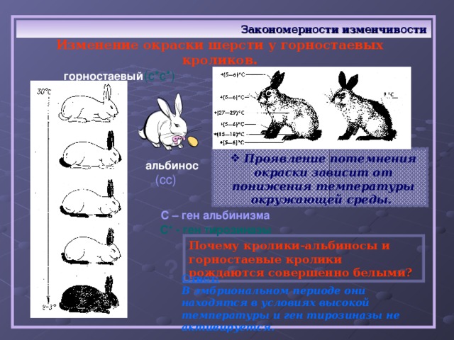 Изменение окраски шерсти кролика. Модификационная изменчивость кролик. Закономерности изменчивости.