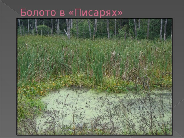 Болото в «Писарях» 