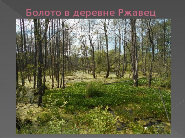  Болото в деревне Ржавец 