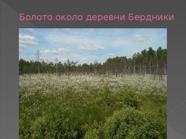 Болото около деревни Бердники 
