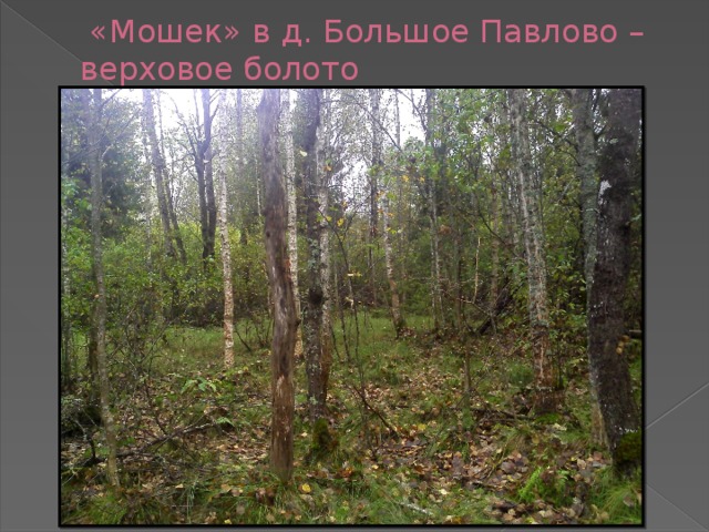  «Мошек» в д. Большое Павлово – верховое болото 