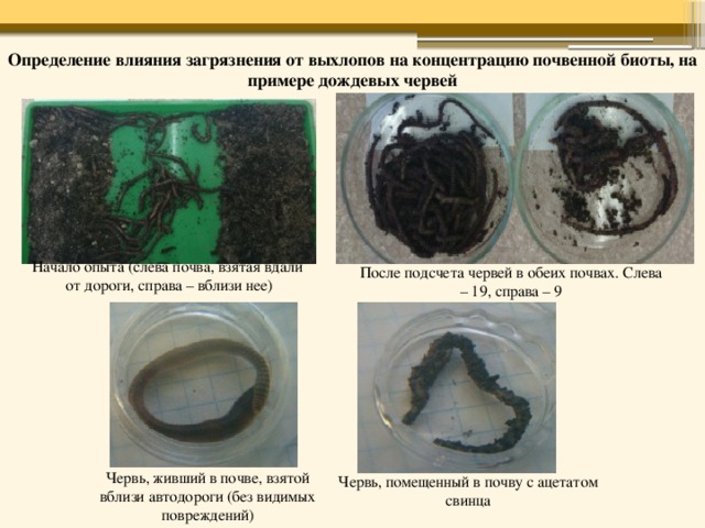 Экспериментатор изучал влияние условий выращивания. Эксперимент с дождевыми червями. Влияние дождевых червей на почву. Влияние дождевых червей на плодородие почвы. Опыт с дождевыми червями в банке.