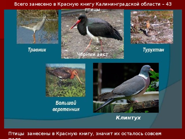 Всего занесено в Красную книгу Калининградской области – 43 птицы Черный аист Клинтух Птицы занесены в Красную книгу, значит их осталось совсем мало. 