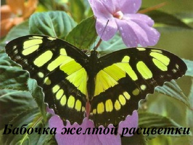 Бабочка желтой расцветки 