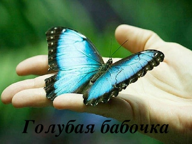 Голубая бабочка 