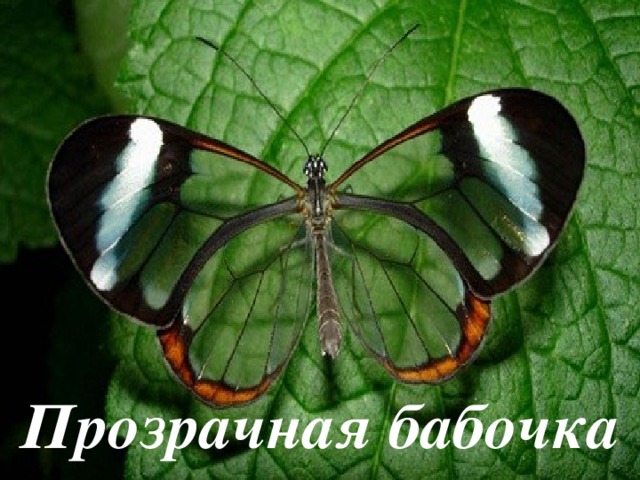 Прозрачная бабочка 